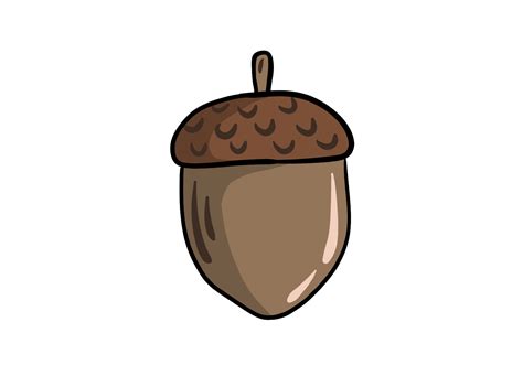 acorn drawing